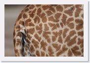 14SerengetiDayGameDrive - 019 * Masai Giraffe are the largest subspecies and are identified by their jagged spots.